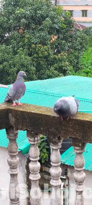 কবুতর